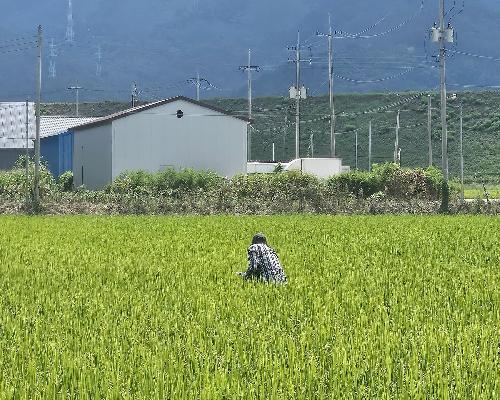 정읍시 “벼 포기 밑 꼭 살피세요”…벼멸구·혹명나방 방제 당부
