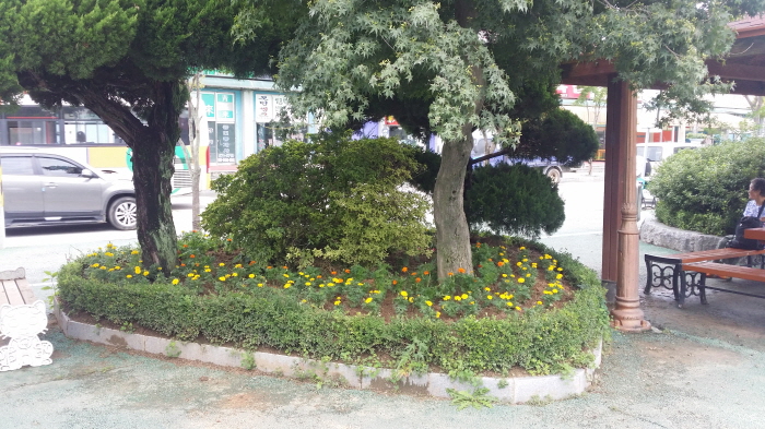 신태인읍 화단 꽃 식재 