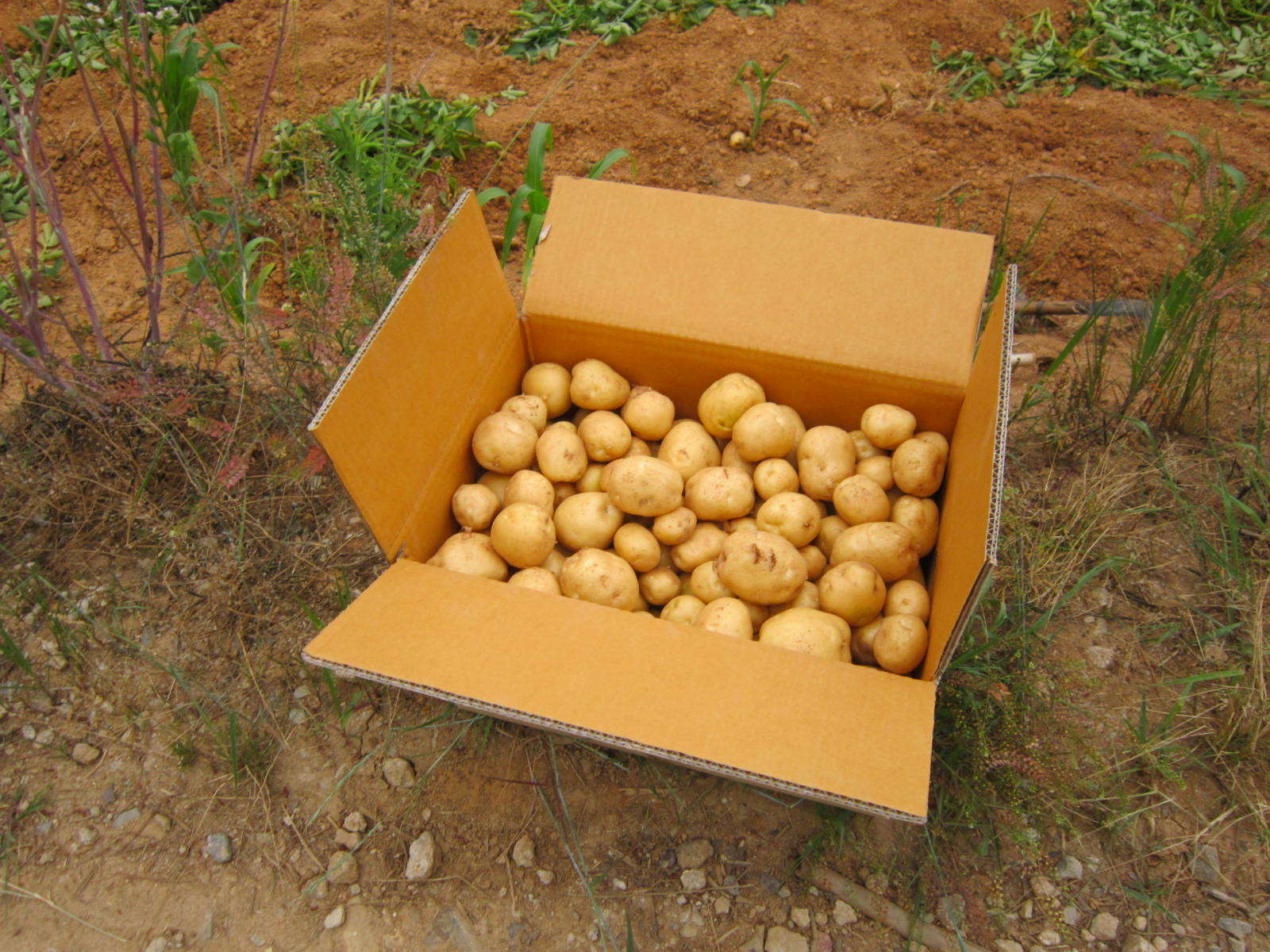 120618 유휴농경지 감자재배