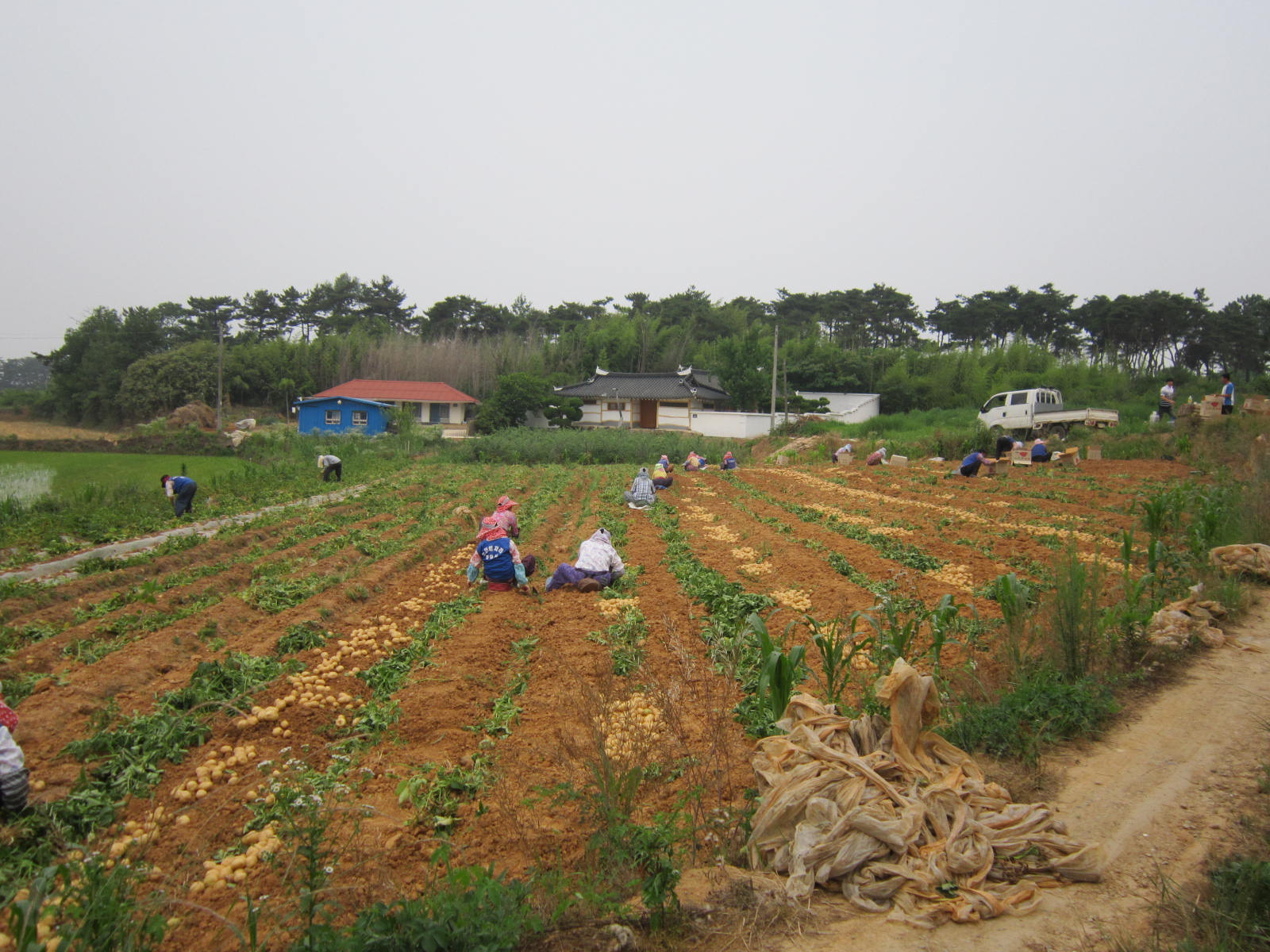 120618 유휴농경지 감자재배