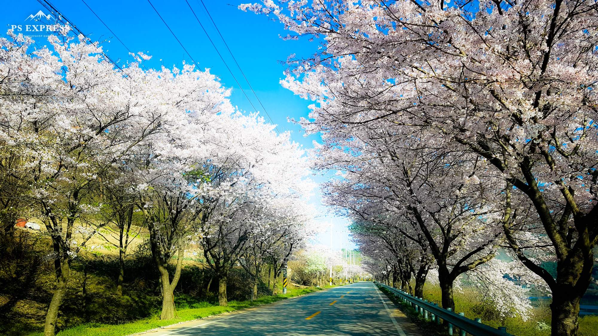 산내벚꽃이 활짝피었어요