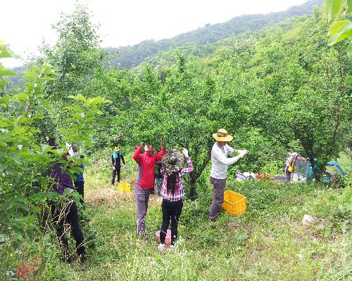 산외면직원 및 축산과 농촌일손돕기