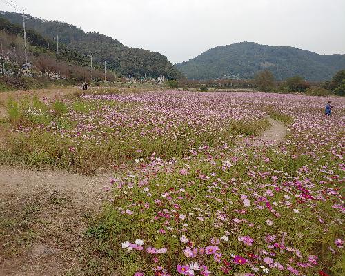 대장금이 꽃밭에 코스모스가 활짝 피었네요