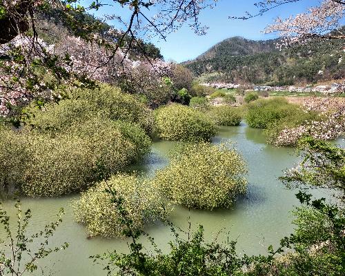 산내의 봄