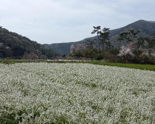 산내의 봄