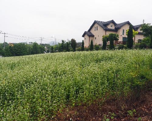 고사부리성(메밀)