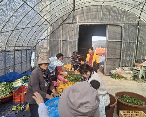 2025 태인면 사랑의 김장김치 나눔행사