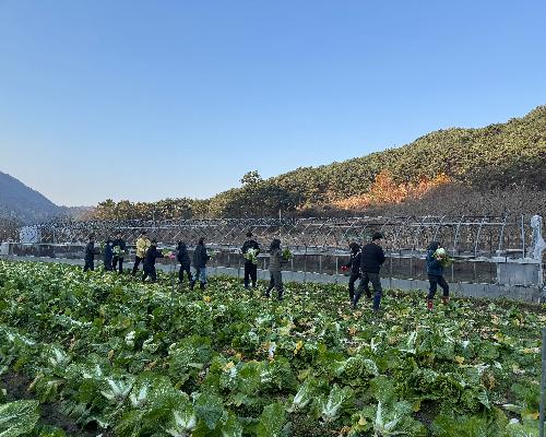 2025년 내장상동 사랑의 김장나눔