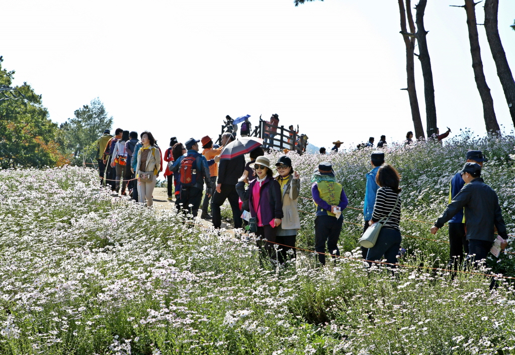 2018년 정읍구절초 꽃축제