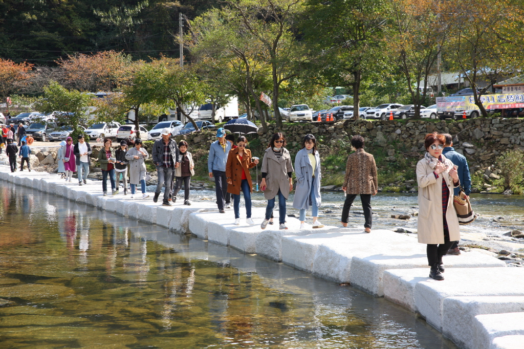 2018년 정읍구절초 꽃축제