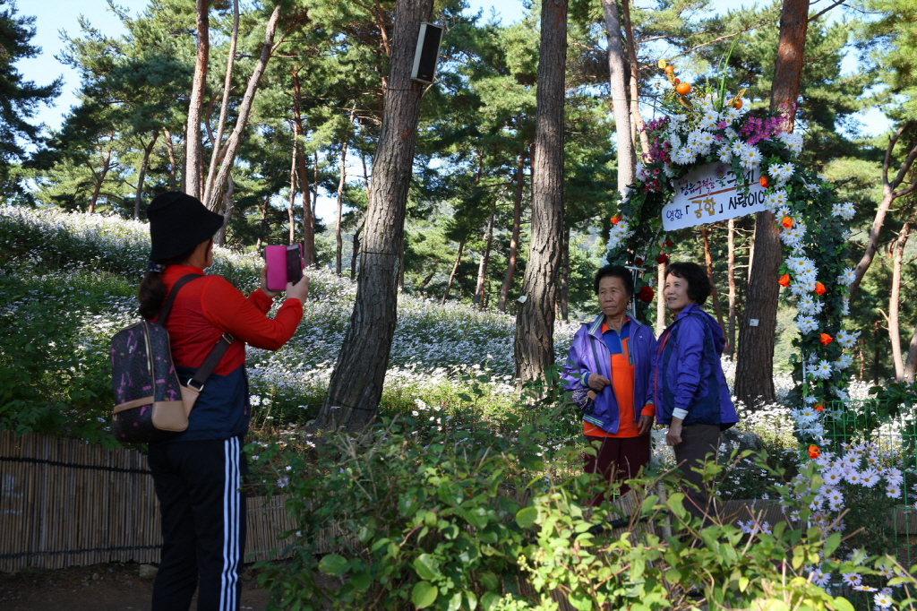 2018년 정읍구절초 꽃축제