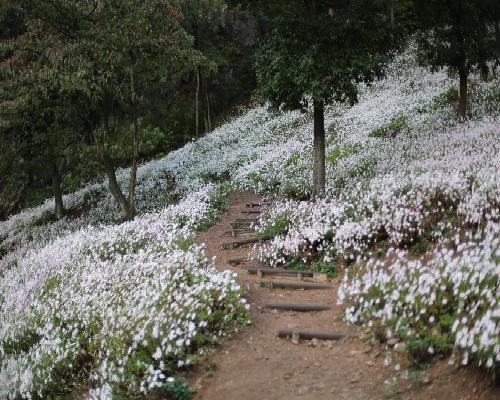 구절초 풍경