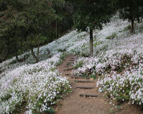 구절초 풍경