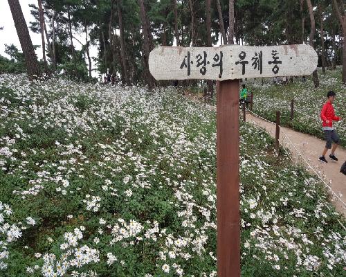 2017년 정읍 구절초축제