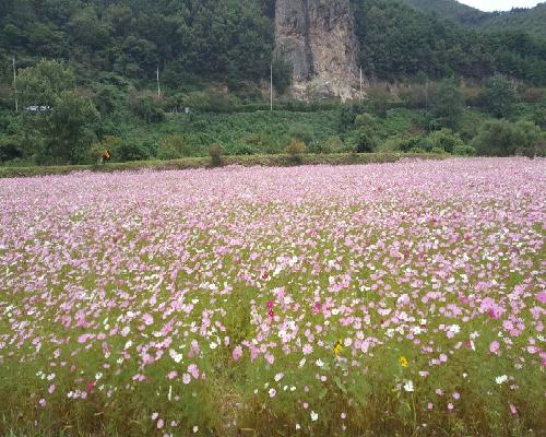 2017년 정읍 구절초축제