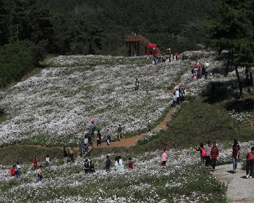 2018년 정읍구절초 꽃축제