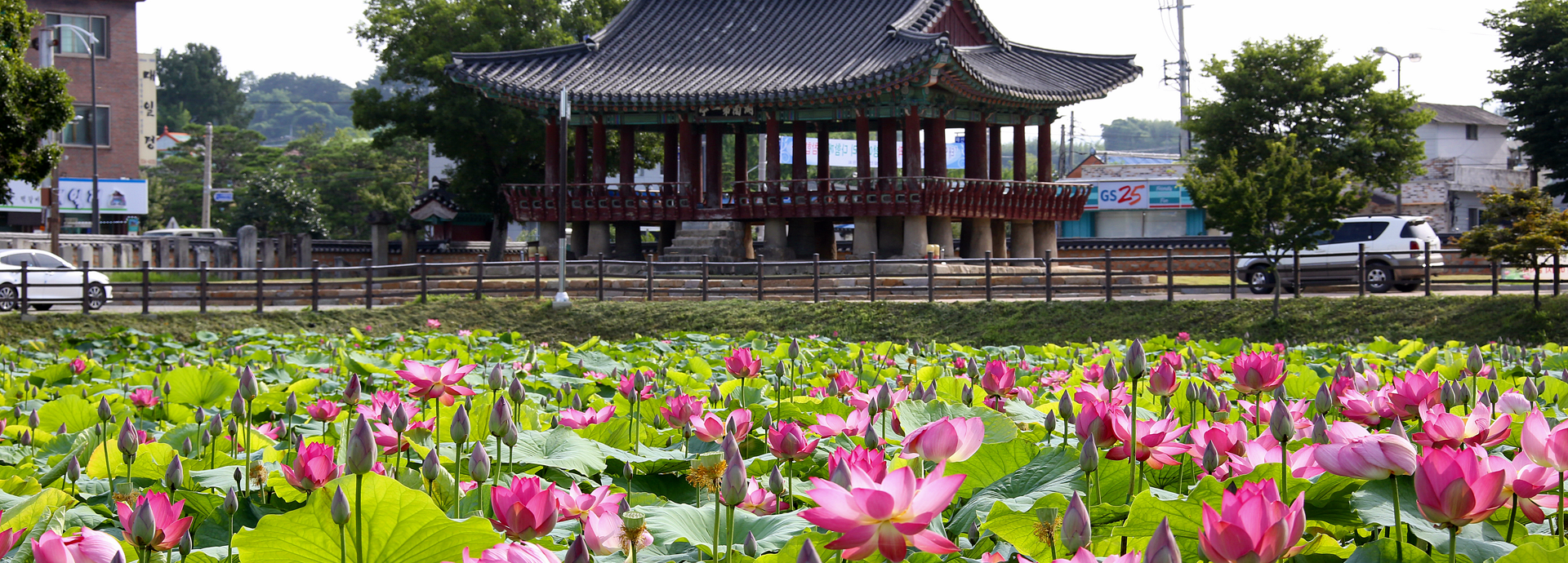 7경 정읍천벚꽃길