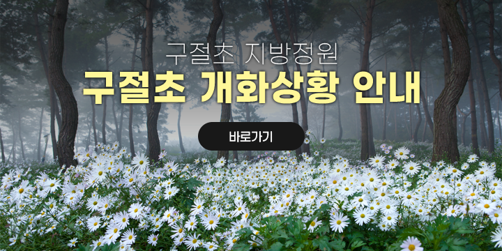 구절초 지방정원 구절초 개화상황 안내
바로가기